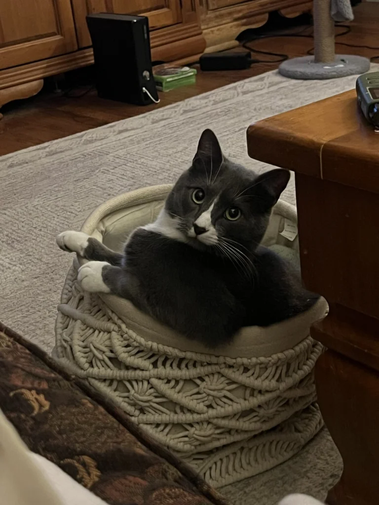 Oliver, lost cat, Short hair
