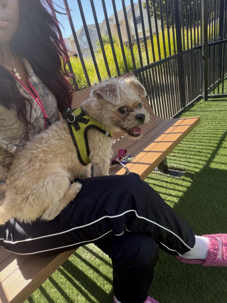 Loui, lost dog, Yorkie Maltese