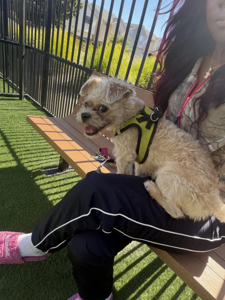Loui, lost dog, Yorkie Maltese