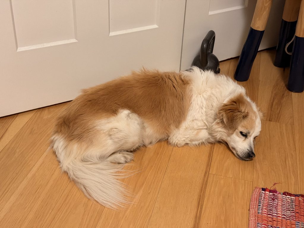 Sprocket, lost dog, Mixed