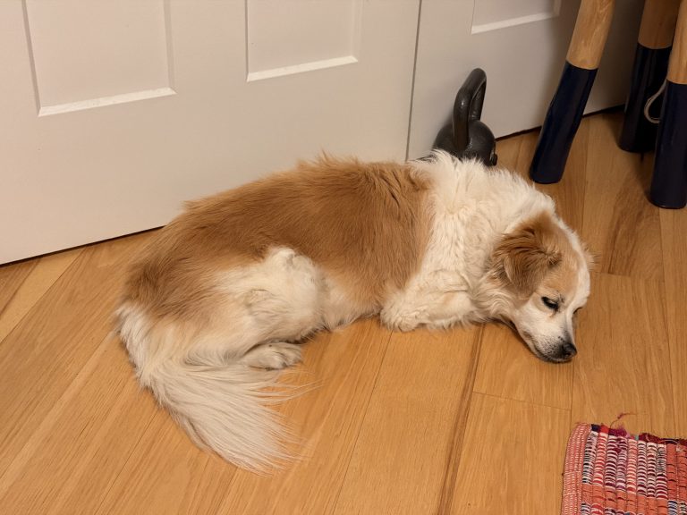 Sprocket, lost dog, Mixed