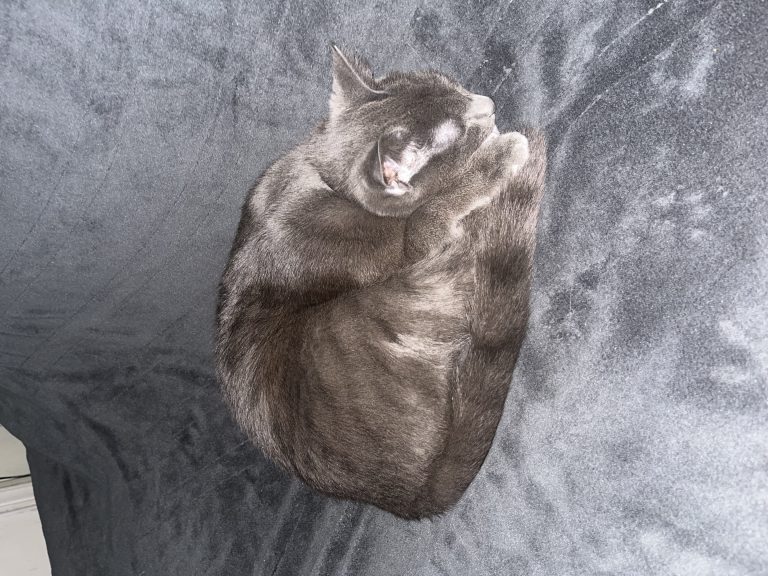 Ash, lost cat, Short hair max