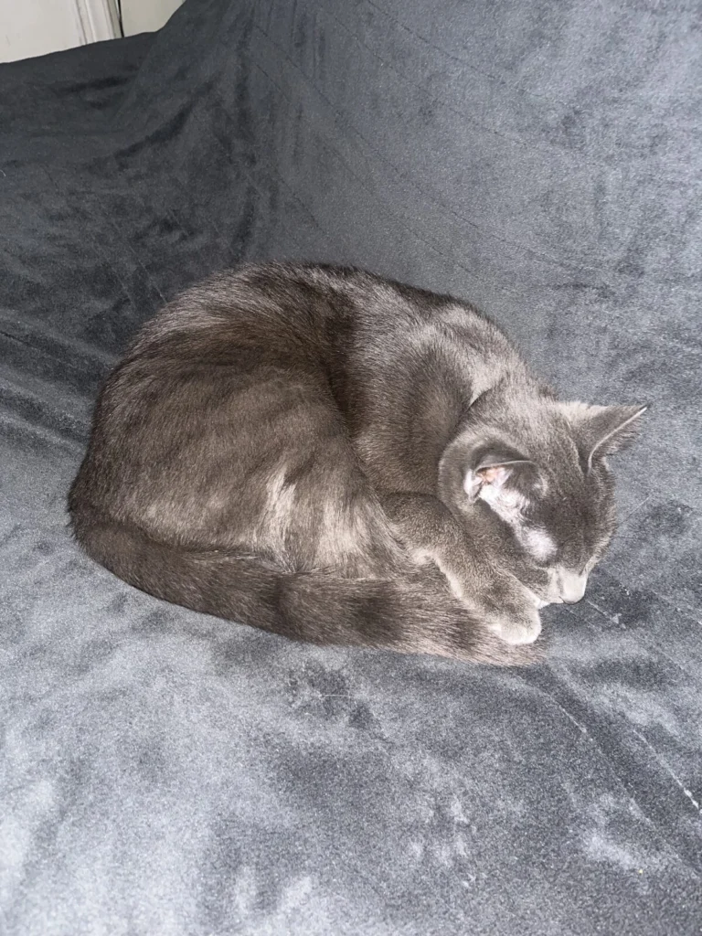 Ash, lost cat, Short hair max