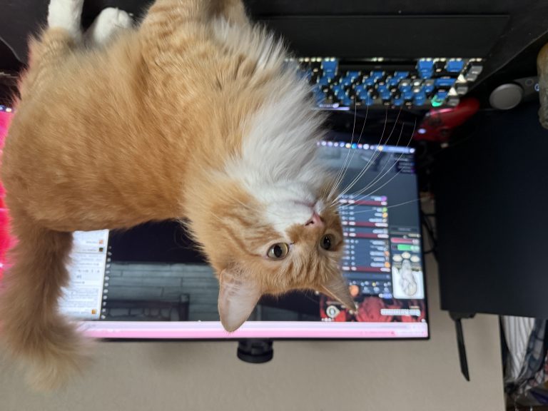 Neo, lost cat, Long haired