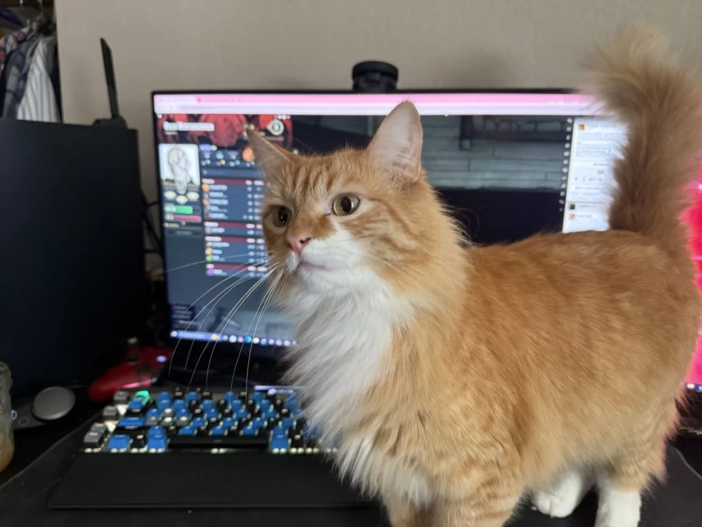 Neo, lost cat, Long haired