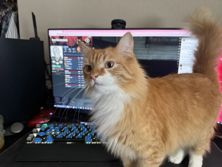 Neo, lost cat, Long haired