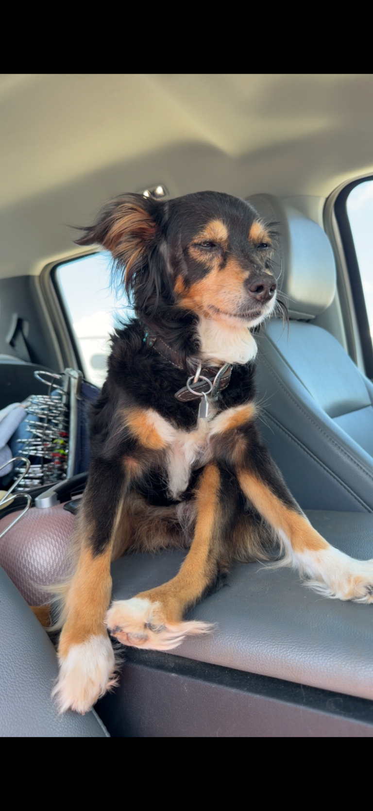 Bailee, lost dog, Toy Australian Shepherd