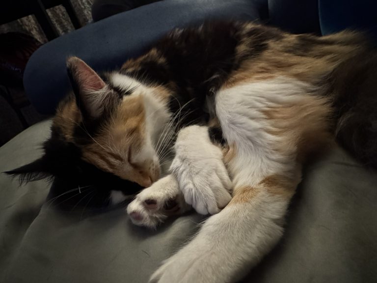 Kalel, lost cat, Tabbie