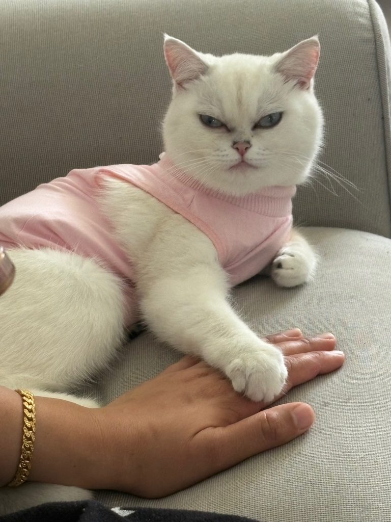 Mishmish, lost cat, British Shorthair