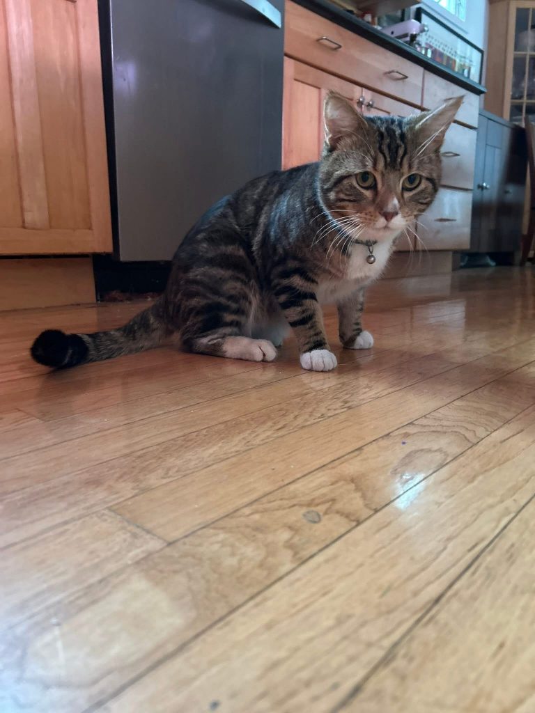 Duck, lost cat, shorthair