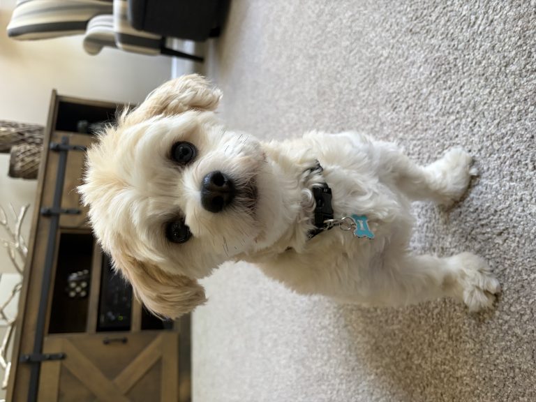 Auggie, lost dog, Havanese