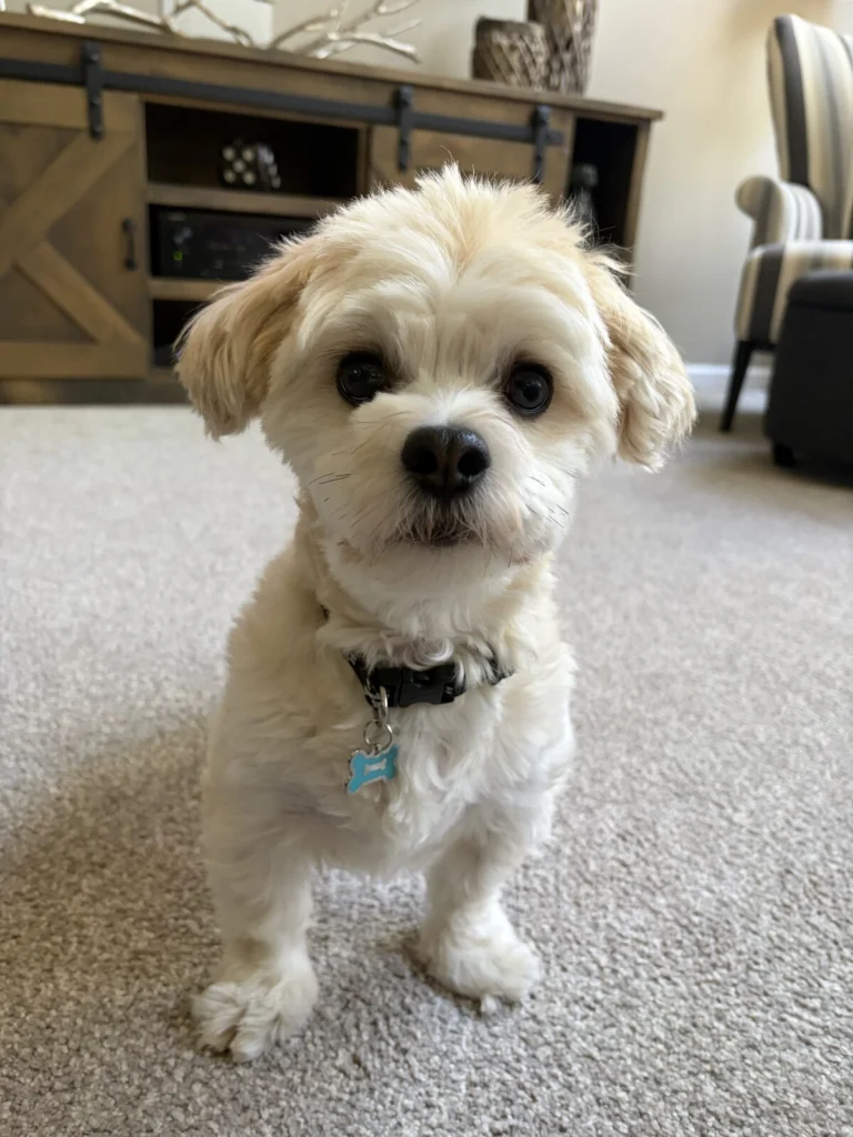 Auggie, lost dog, Havanese