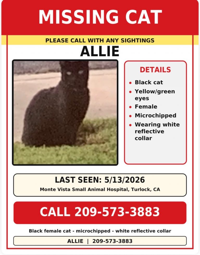 Allie, lost cat, Mixed