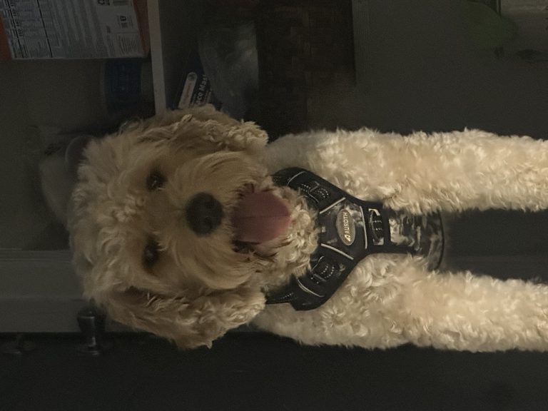 Milo, lost dog, Goldendoodle
