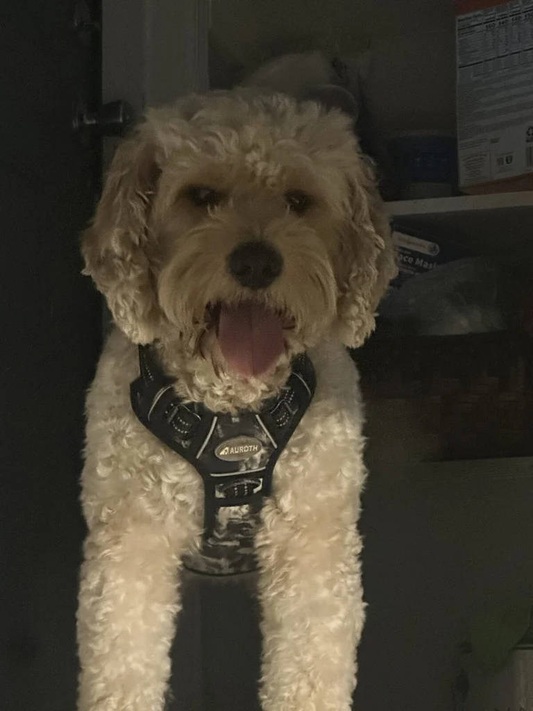 Milo, lost dog, Goldendoodle