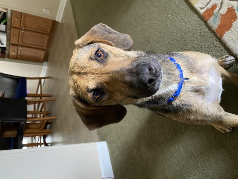 Maggie, lost dog, Fox hound