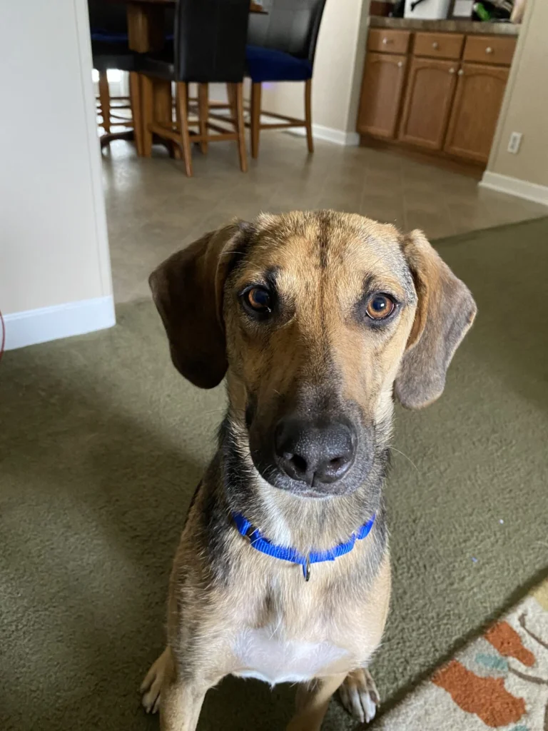 Maggie, lost dog, Fox hound