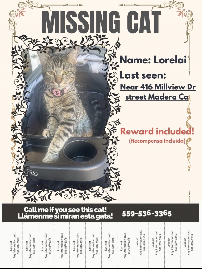 Lorelai, lost cat, Domestic shorthair