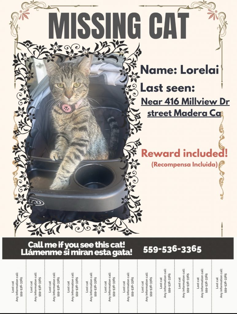 Lorelai, lost cat, Domestic shorthair