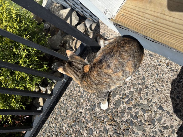 Baby, lost cat, not sure