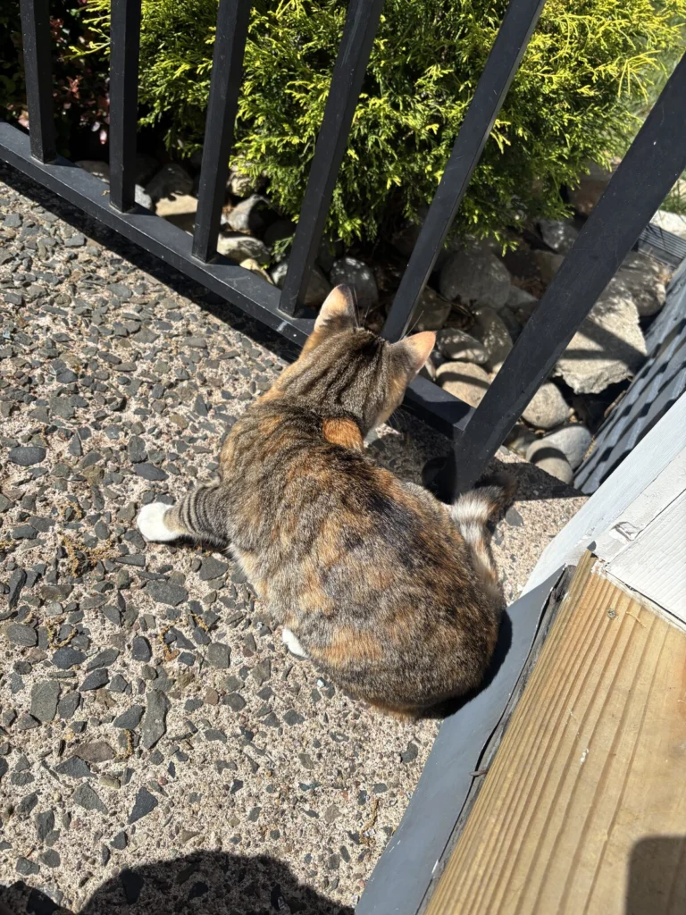 Baby, lost cat, not sure