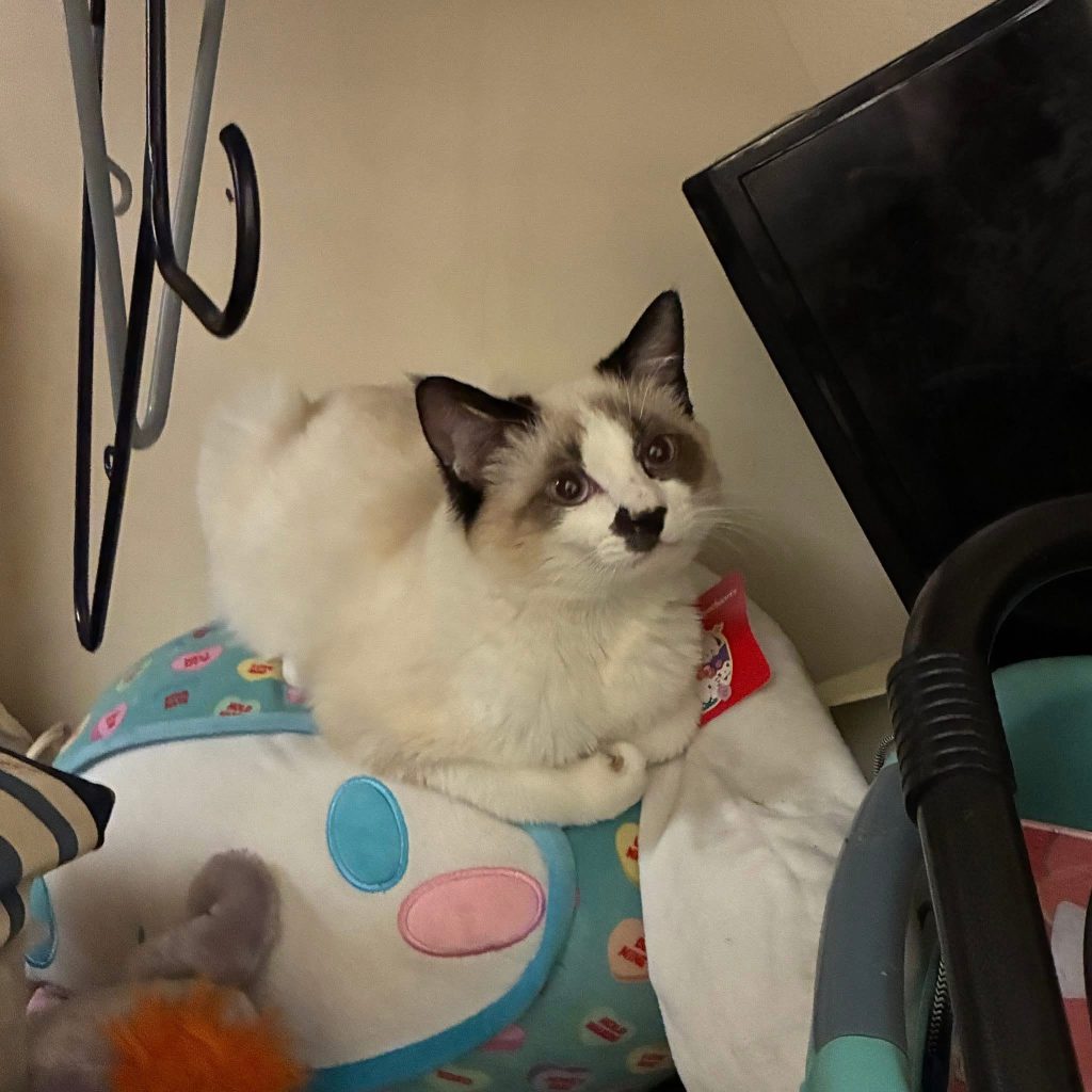 Mister Mister, lost cat, Snowshoe
