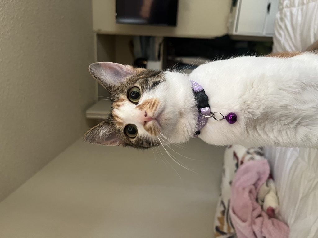 Lottie, lost cat, Domestic shorthair