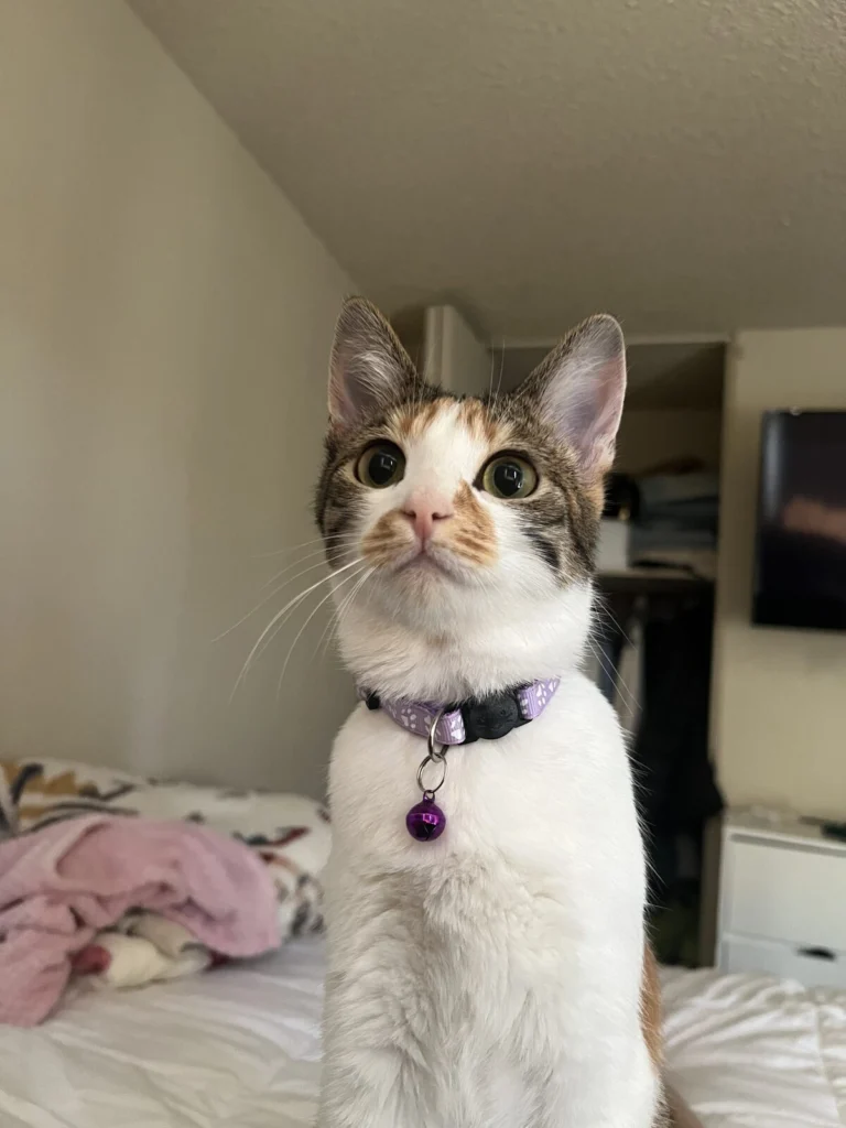 Lottie, lost cat, Domestic shorthair