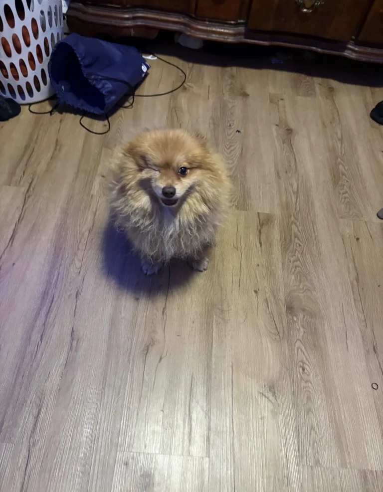 Max, lost dog, Pomeranian