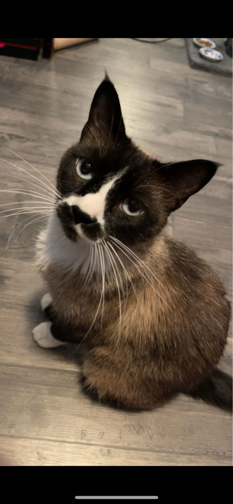 Todo, lost cat, Snowshoe ragdoll mix