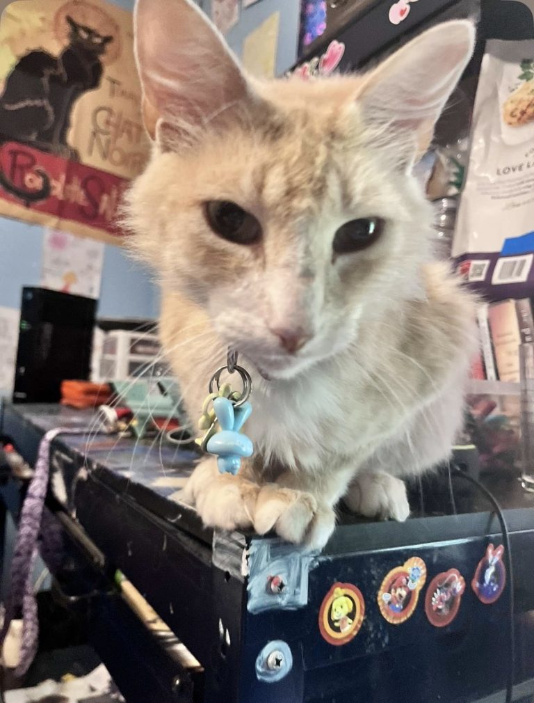 Finkle, lost cat, Maine Coon/Long Hair