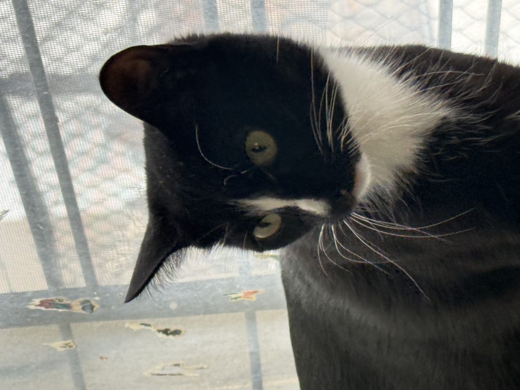Gaia, lost cat, Short hair