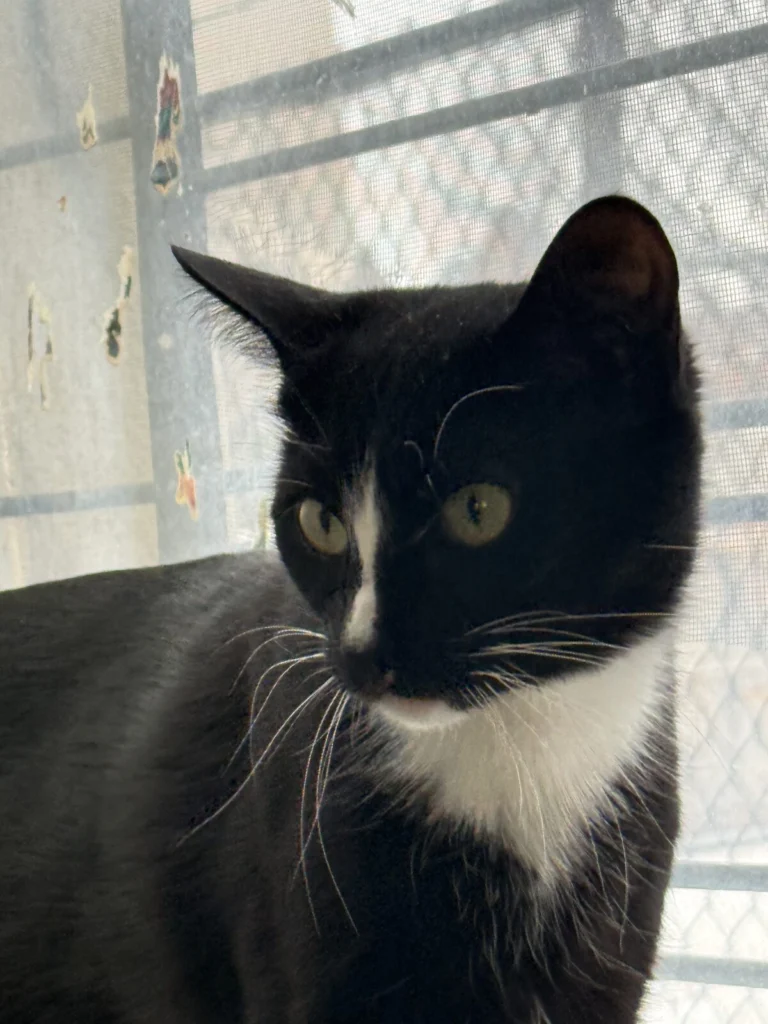 Gaia, lost cat, Short hair