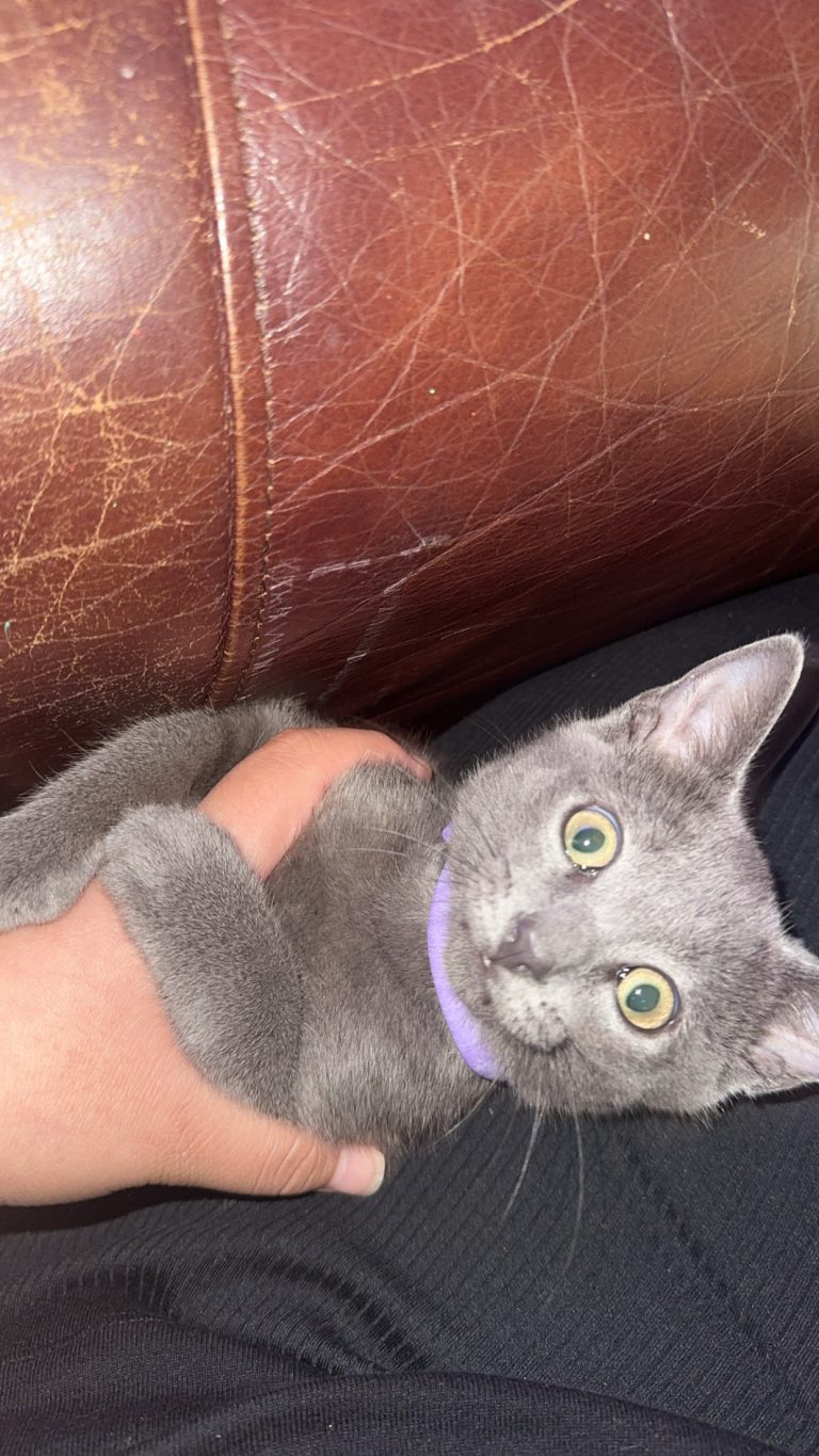 Diva, lost cat, Domestic shorthair
