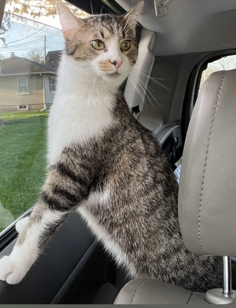 Leo, lost cat, DSH