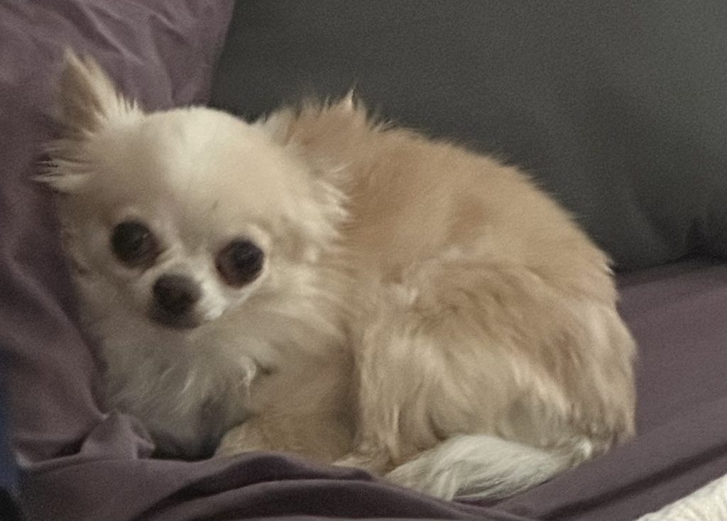 Rex, lost dog, Chihuahua