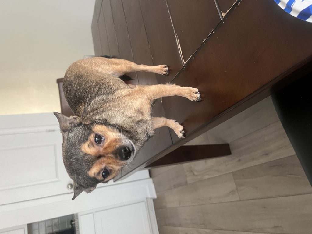 Laila, lost dog, chihuahua
