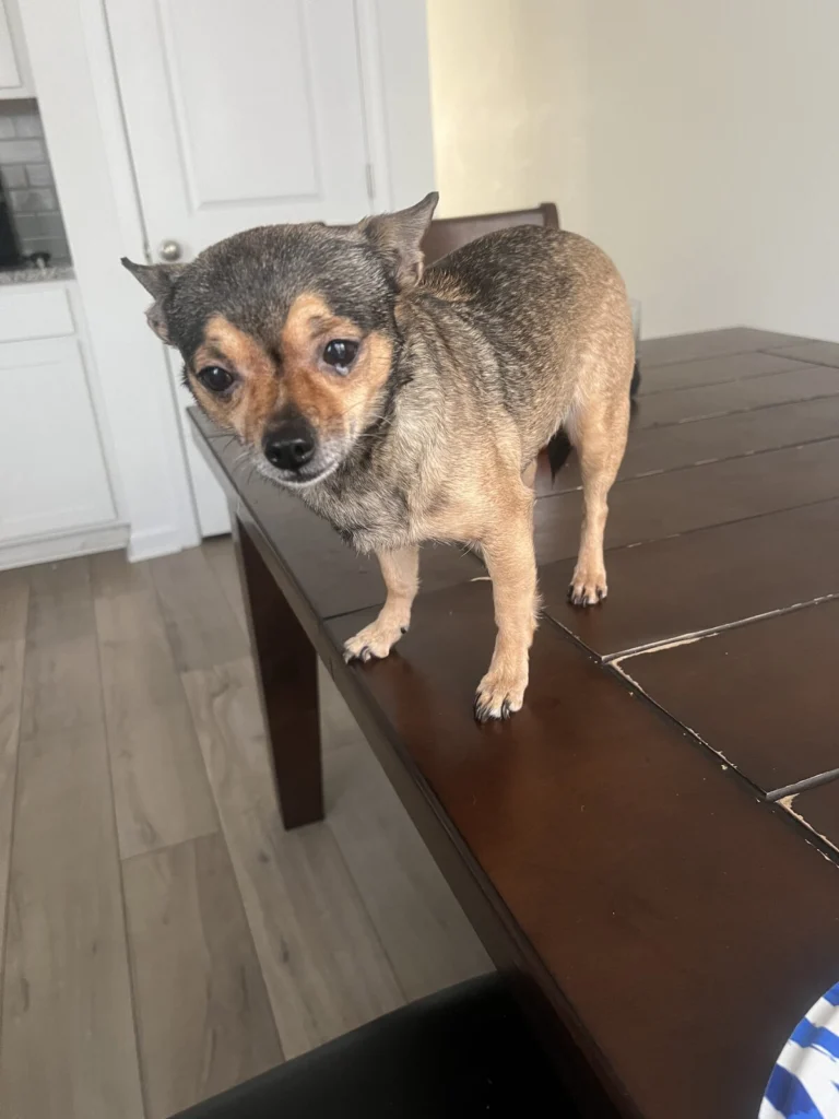 Laila, lost dog, chihuahua