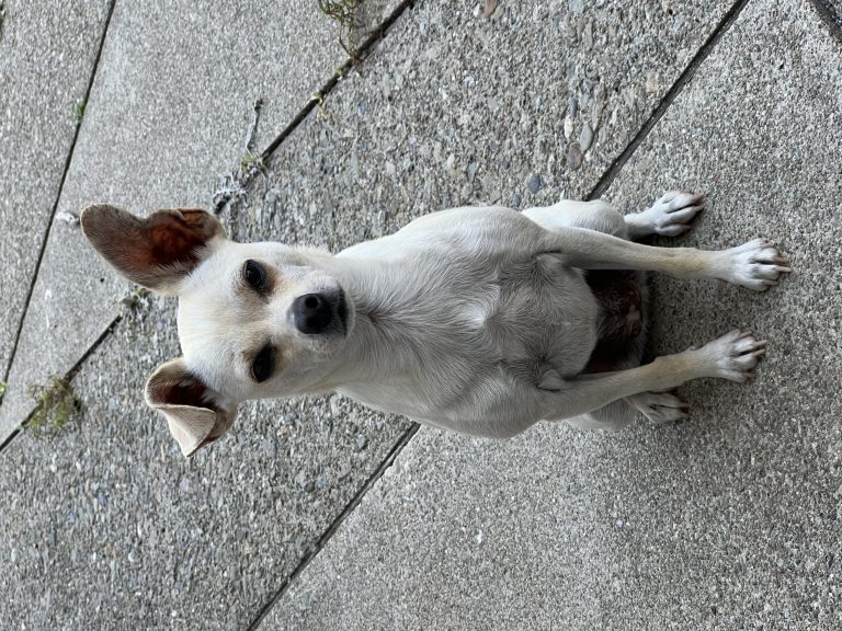 Lulu, lost dog, Chihuahua