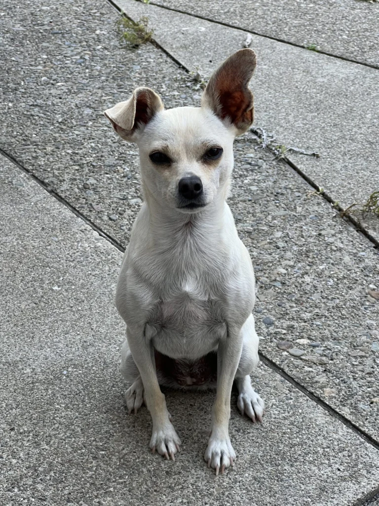 Lulu, lost dog, Chihuahua
