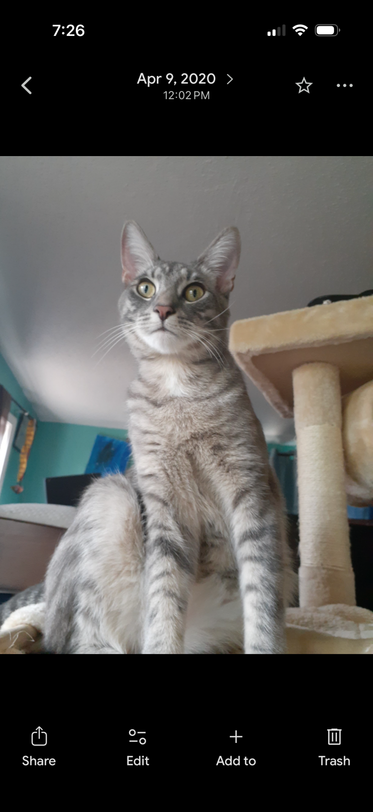 Pansita, lost cat, Tabby