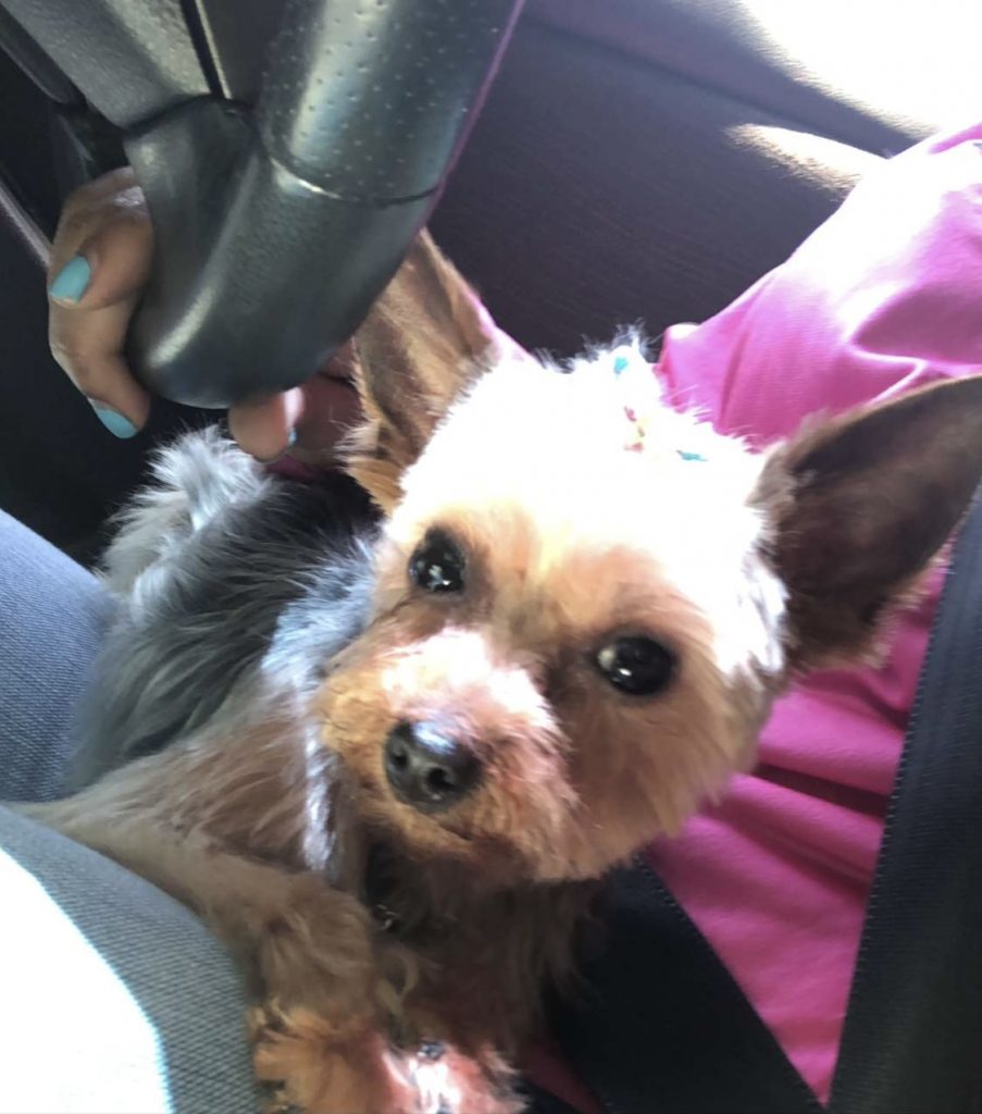 Mia, lost dog, Yorkie