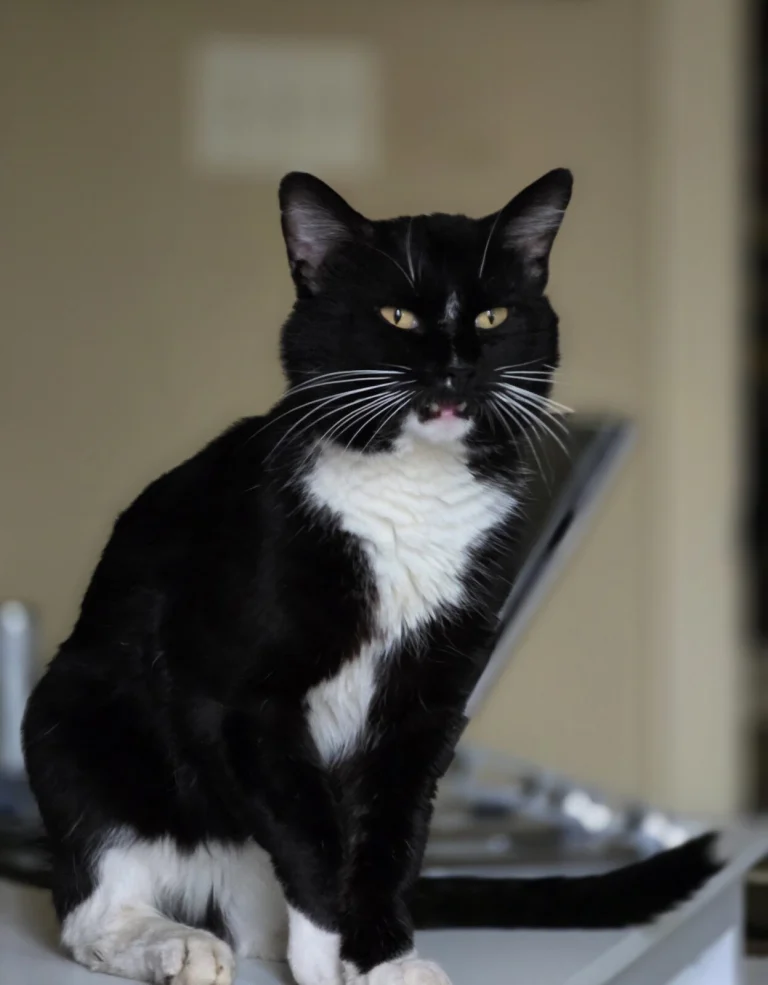 Sam, lost cat, Not sure