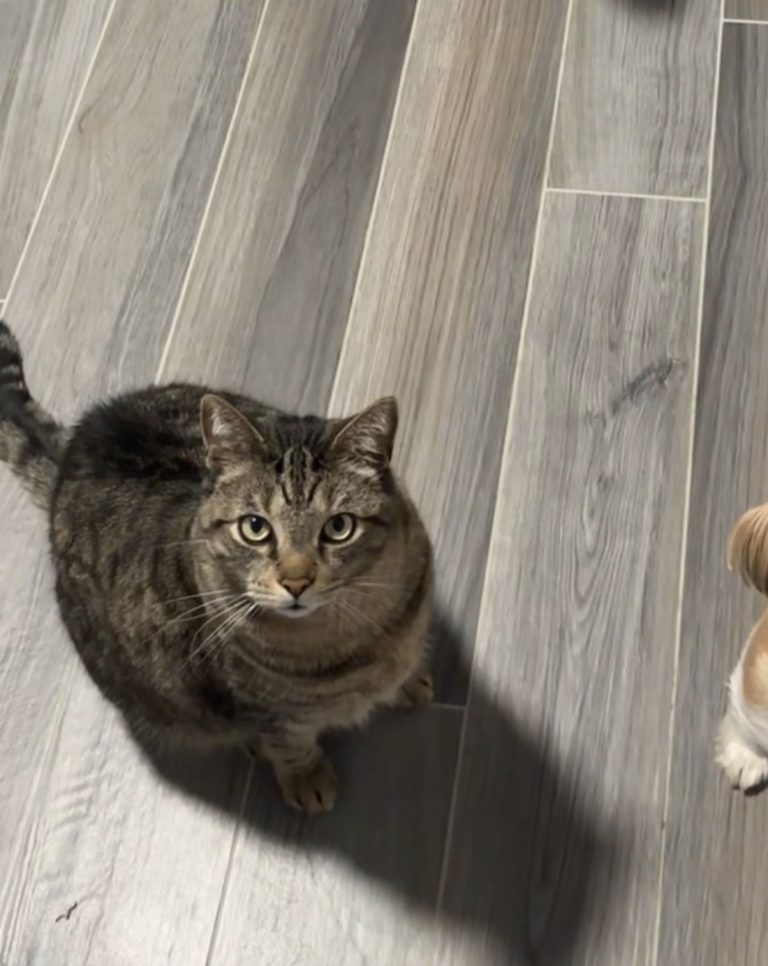 Milo, lost cat, Brown Tabby