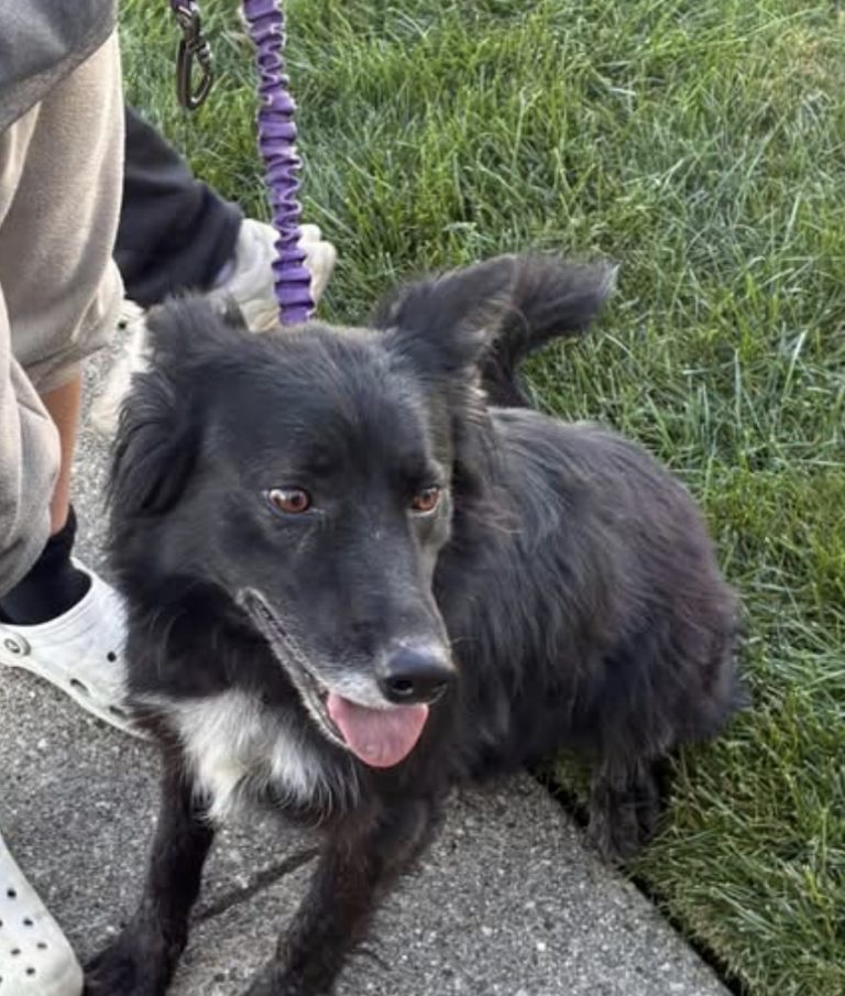 Izzy, lost dog, Collie mix