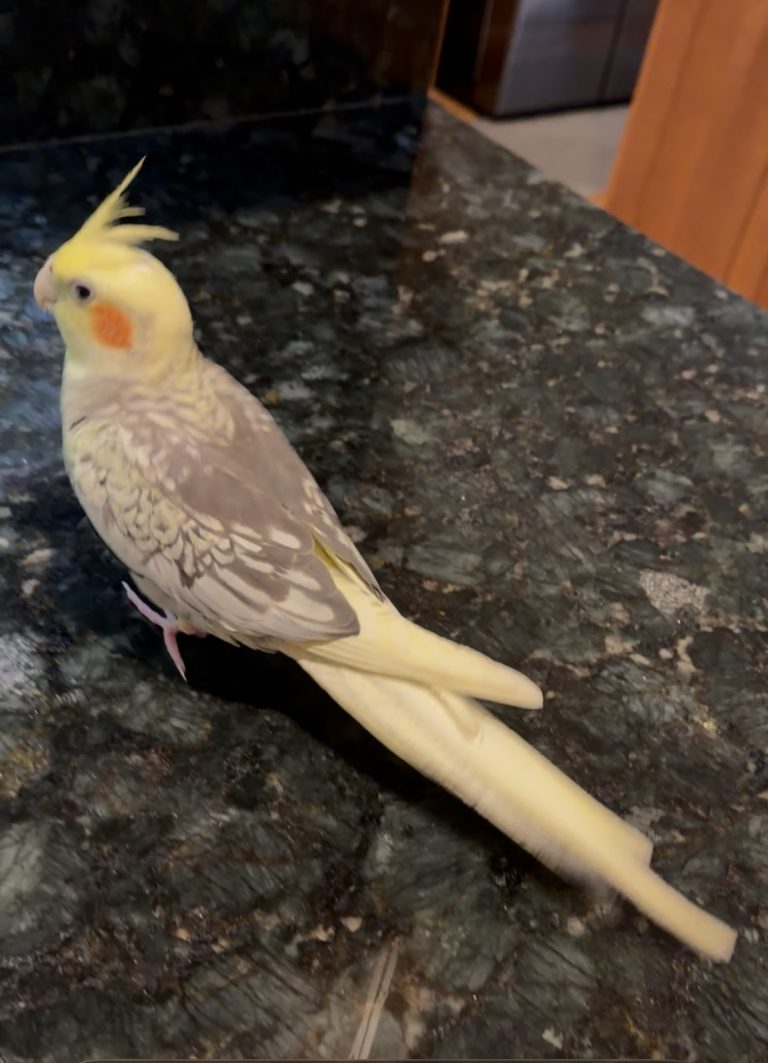 Charlie, lost bird, Cockatiel