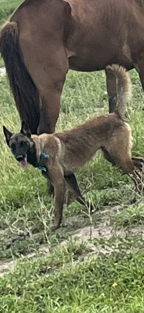 Rubble, lost dog, Belgian Malinois