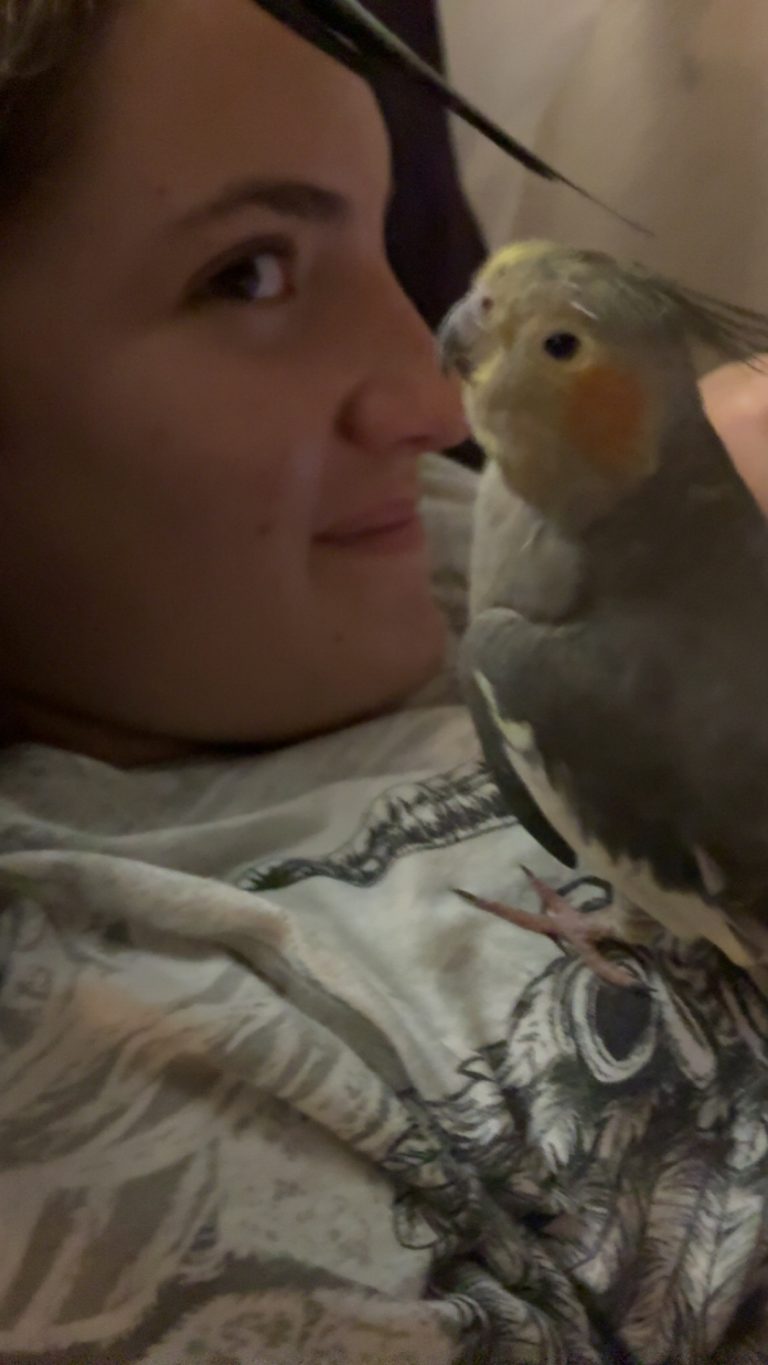 Peaches, lost bird, cockatiel