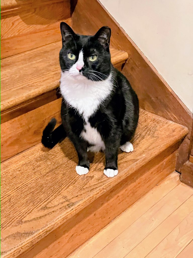 Minnie, lost cat, N/A