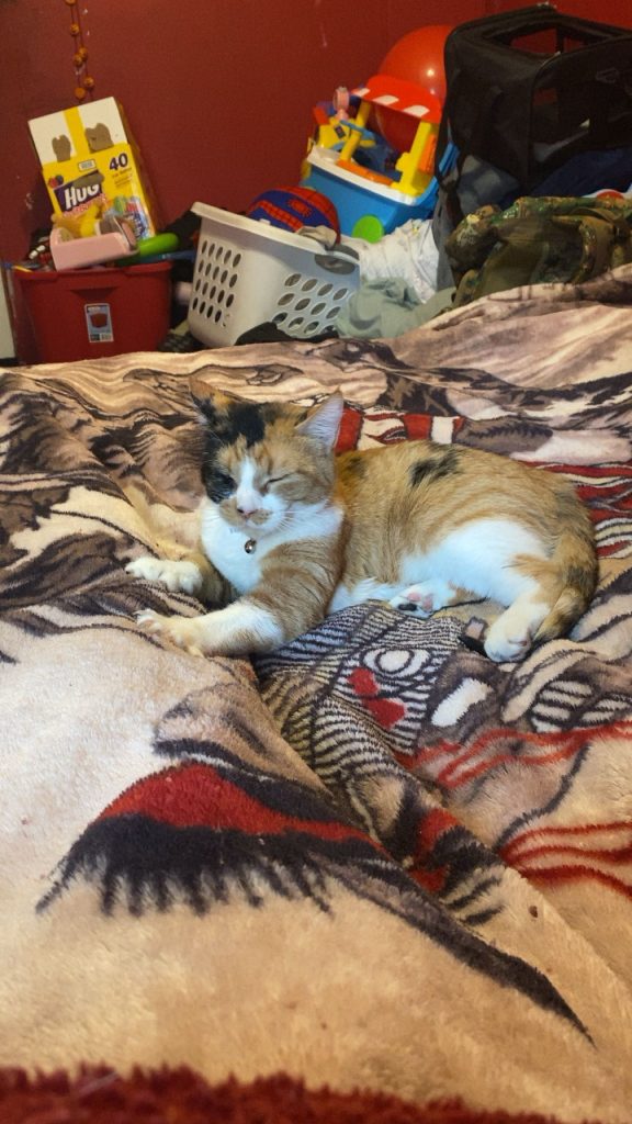 Autumn, lost cat, Calico